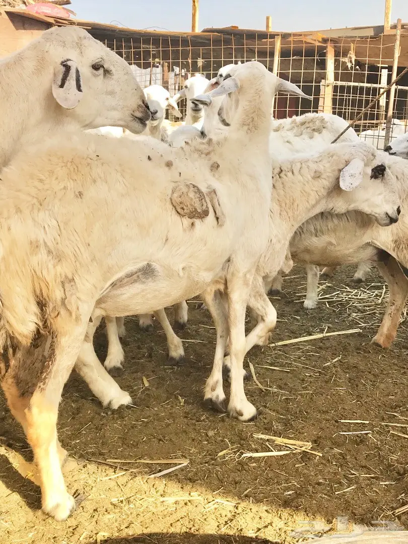 غنم حريات مقاني (image 1)