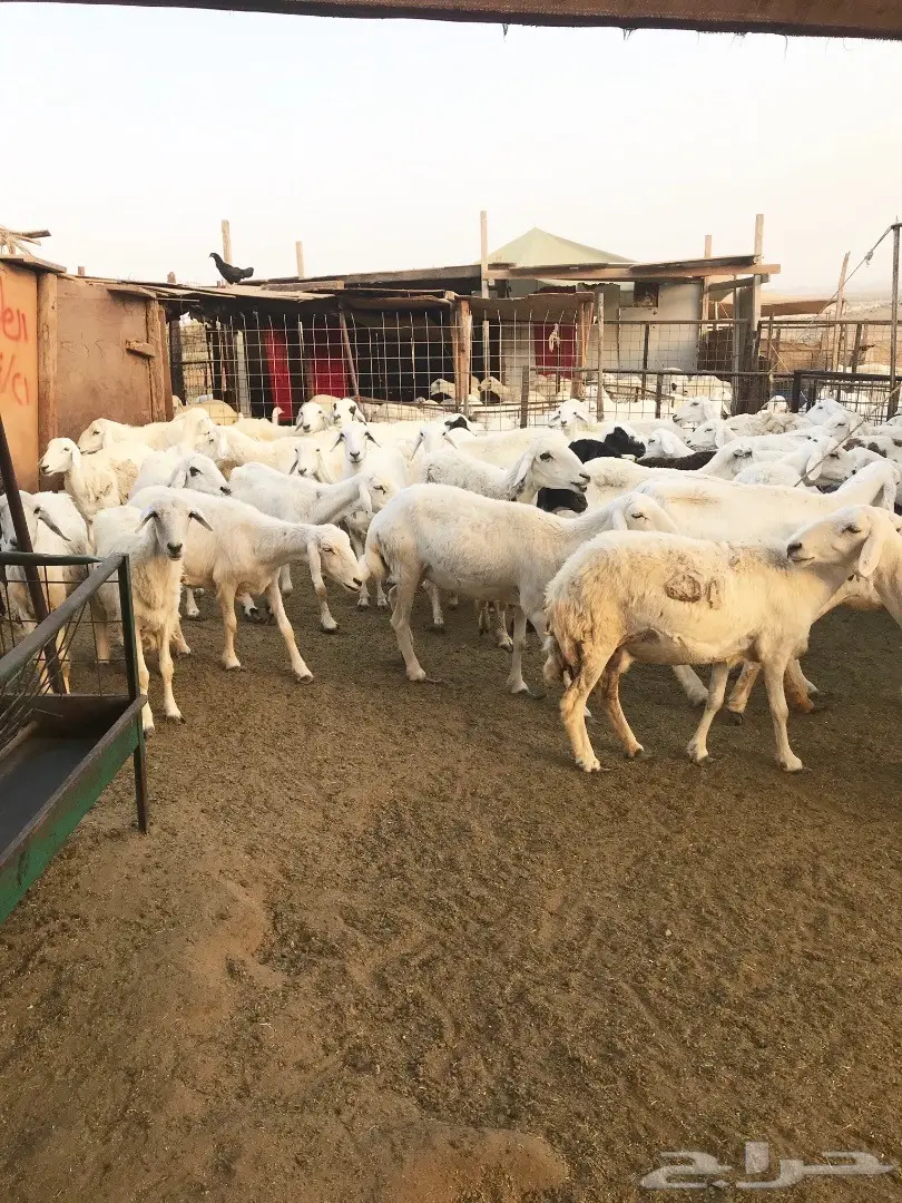 غنم حريات مقاني (image 2)