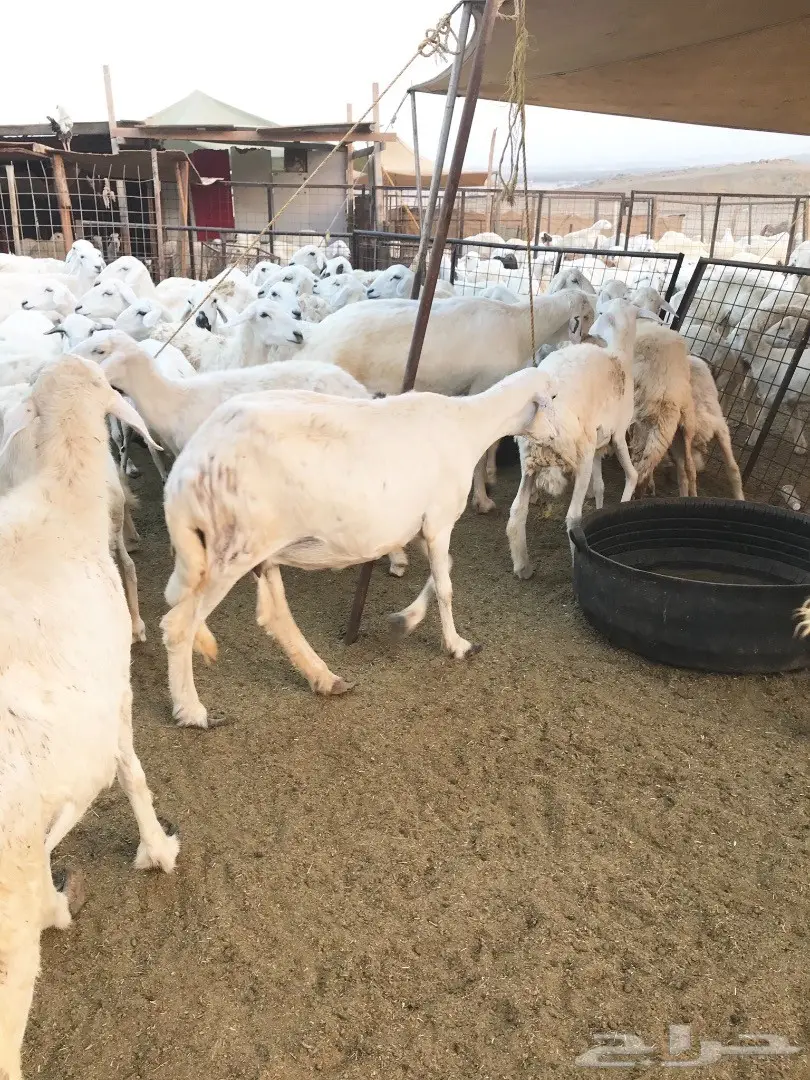 غنم حريات مقاني (image 3)