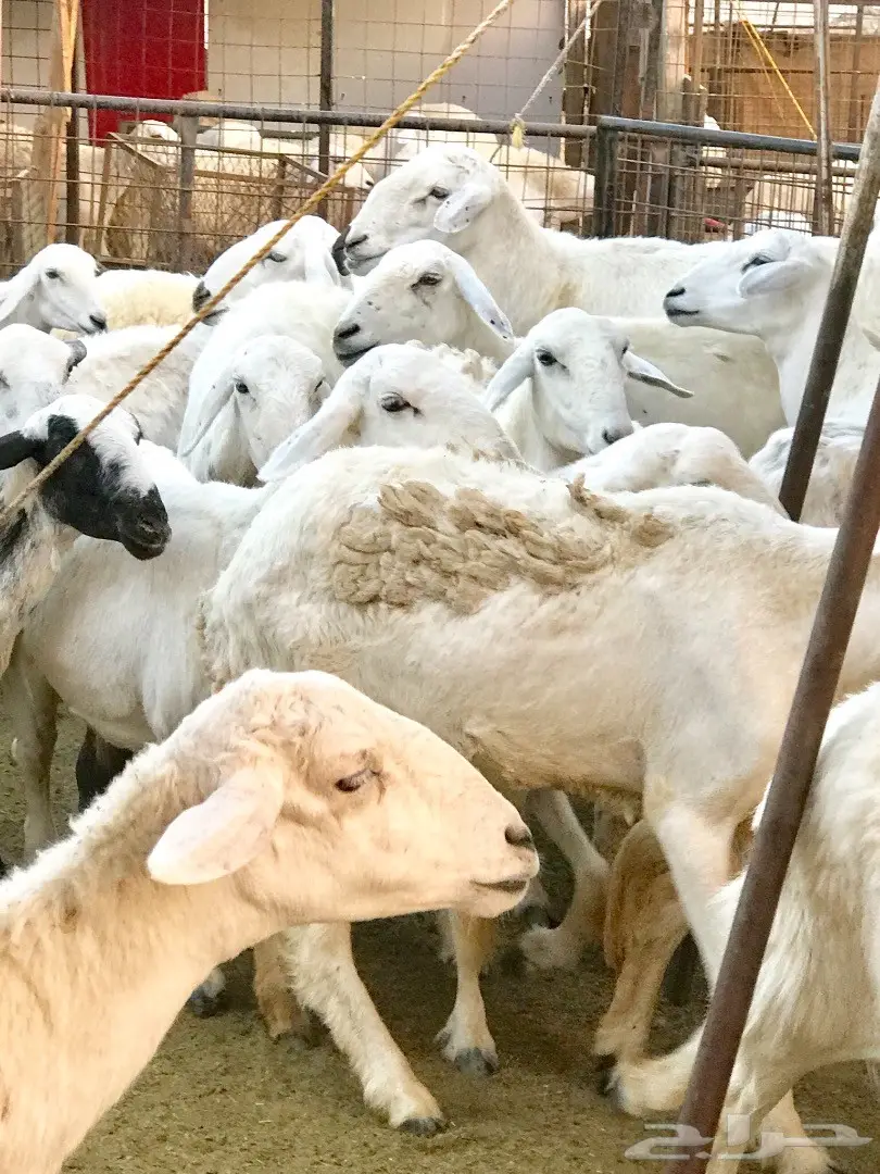 غنم حريات مقاني (image 4)