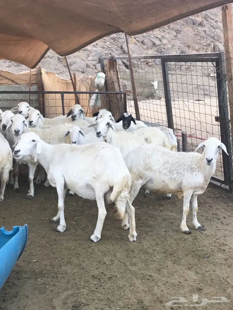 غنم حريات مقاني (image 5)