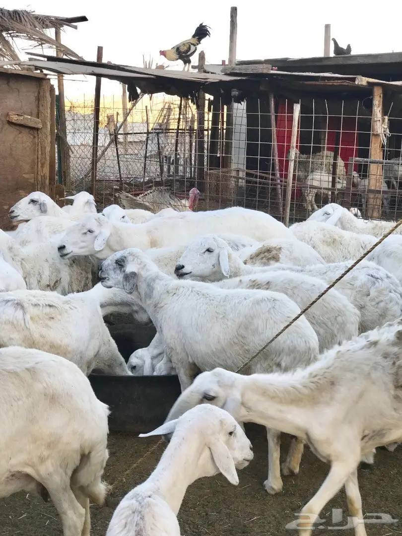 غنم حريات مقاني (image 6)