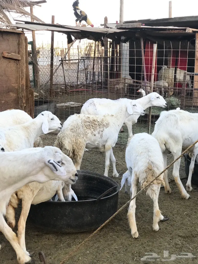 غنم حريات مقاني (image 7)