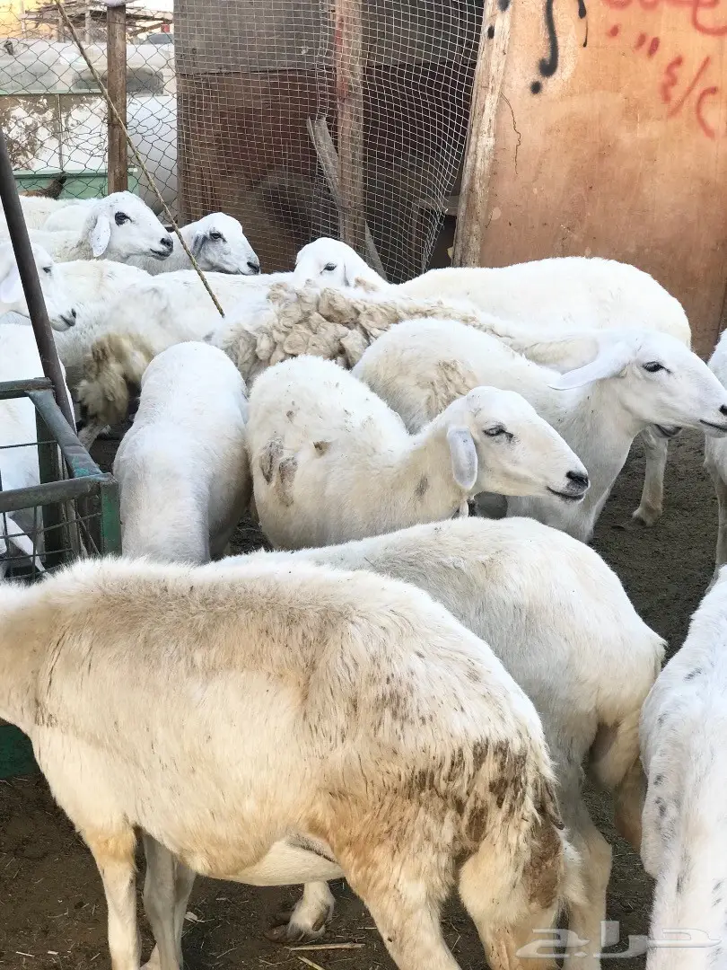 غنم حريات مقاني (image 8)