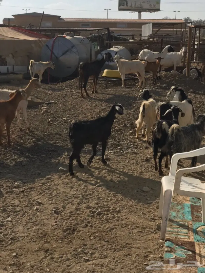 بسم الله الرحمن الرحيم (image 4)