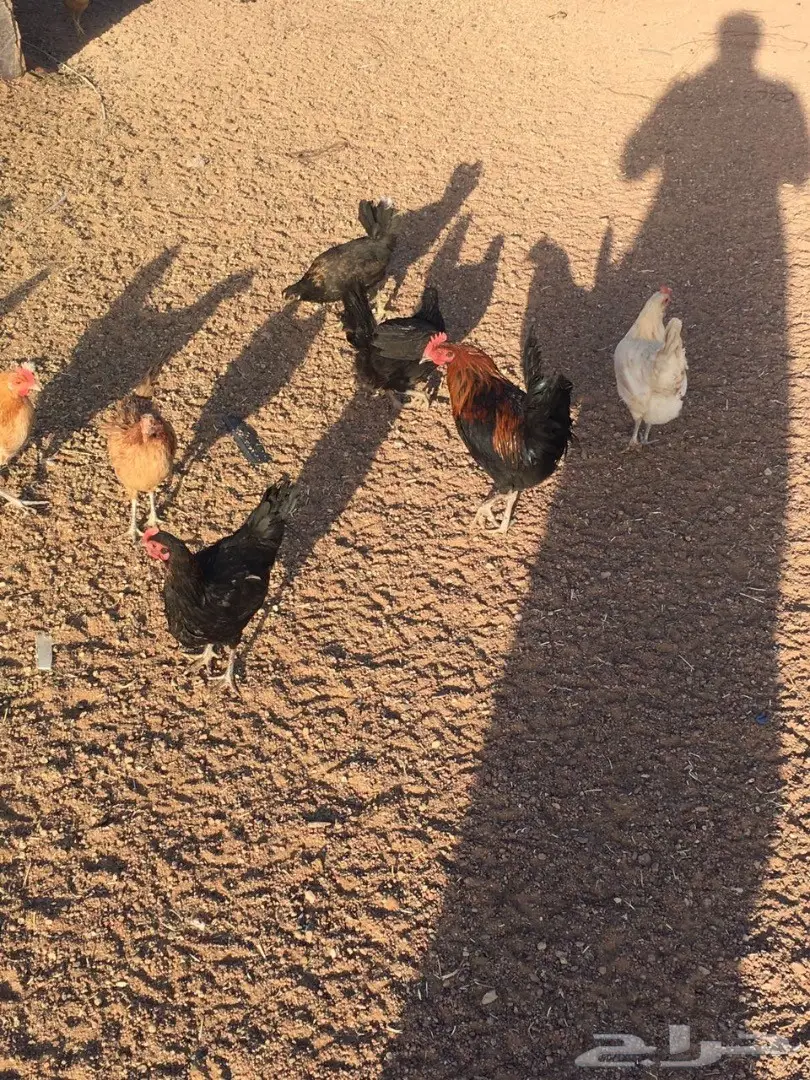 للبيع دجاج وديكه بلدي (image 3)