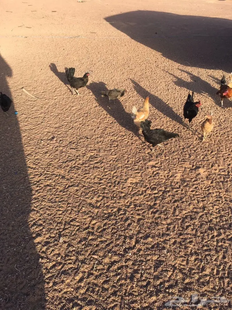 للبيع دجاج وديكه بلدي (image 4)