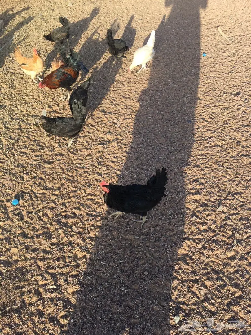 للبيع دجاج وديكه بلدي (image 5)