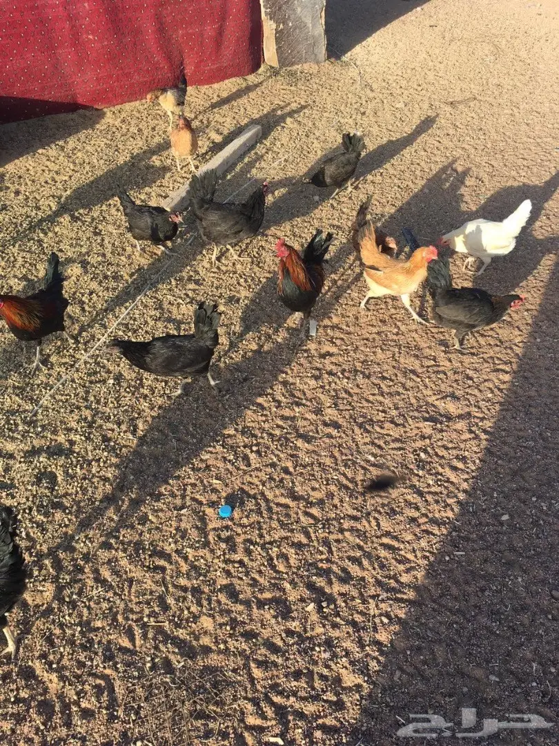للبيع دجاج وديكه بلدي (image 6)