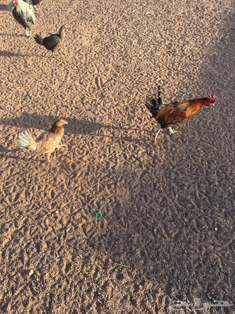 للبيع دجاج وديكه بلدي (image 7)