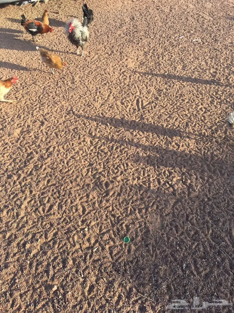 للبيع دجاج وديكه بلدي (image 8)