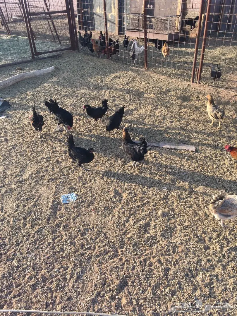 للبيع دجاج وديكه بلدي (image 9)