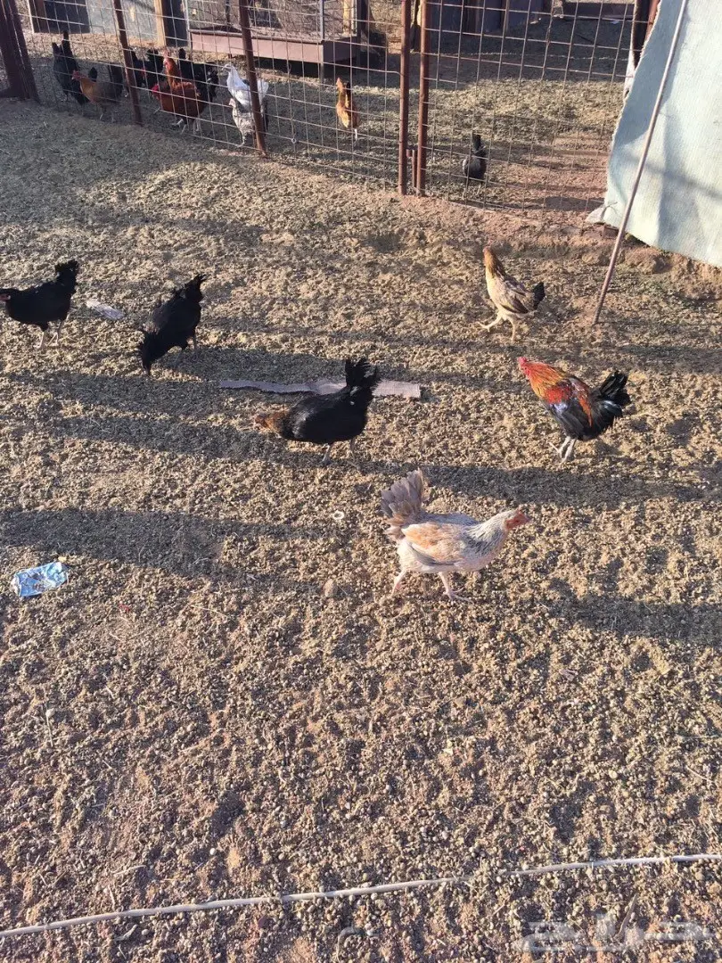 للبيع دجاج وديكه بلدي (image 10)