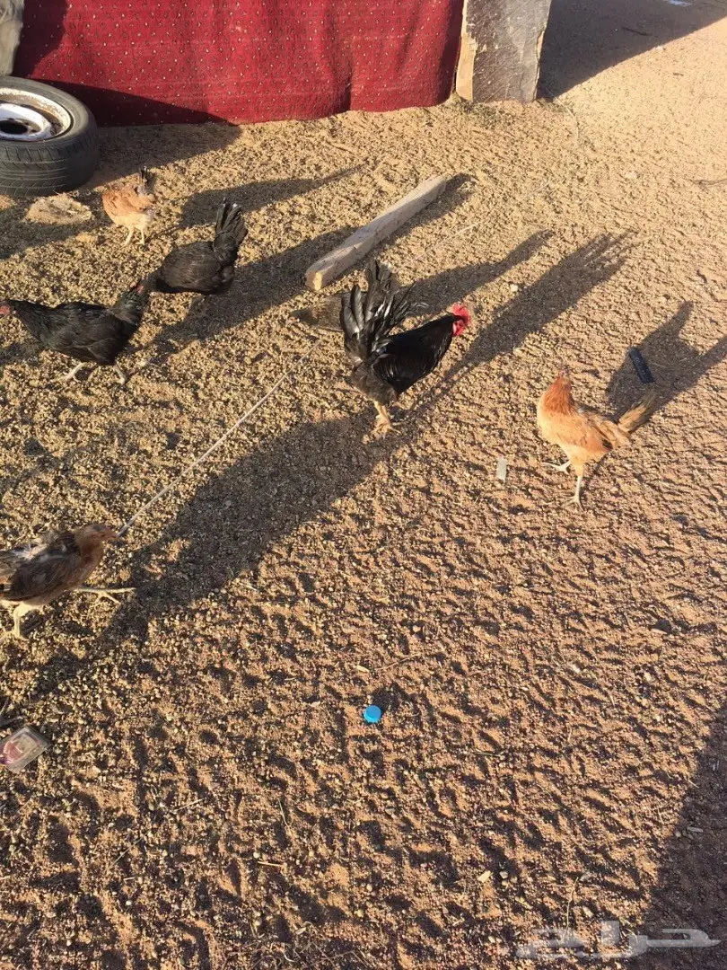 للبيع دجاج وديكه بلدي (image 11)