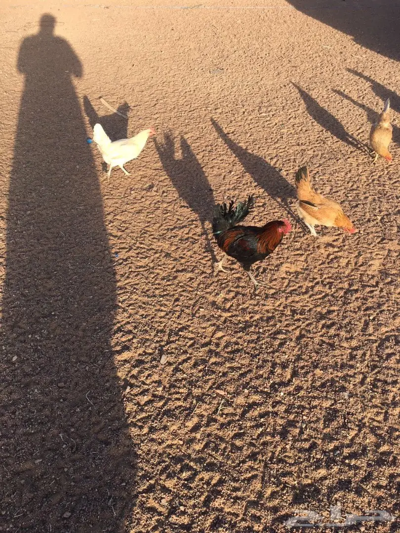 للبيع دجاج وديكه بلدي (image 12)