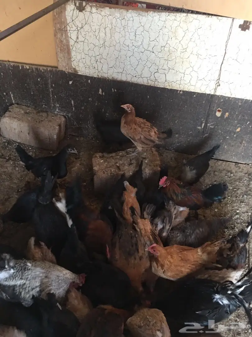 للبيع دجاج وديكه بلدي (image 16)