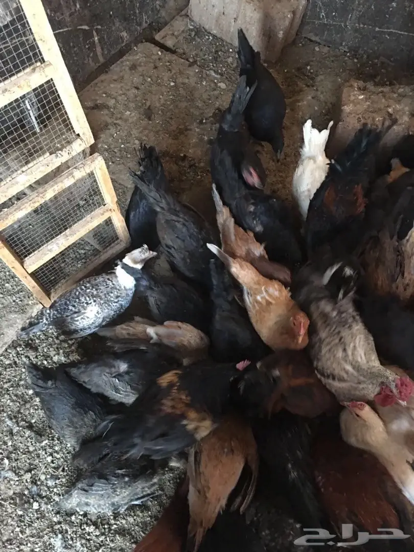 للبيع دجاج وديكه بلدي (image 18)