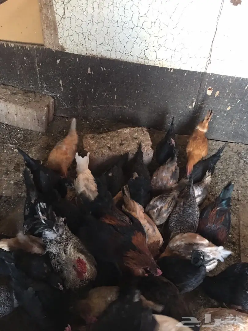للبيع دجاج وديكه بلدي (image 19)