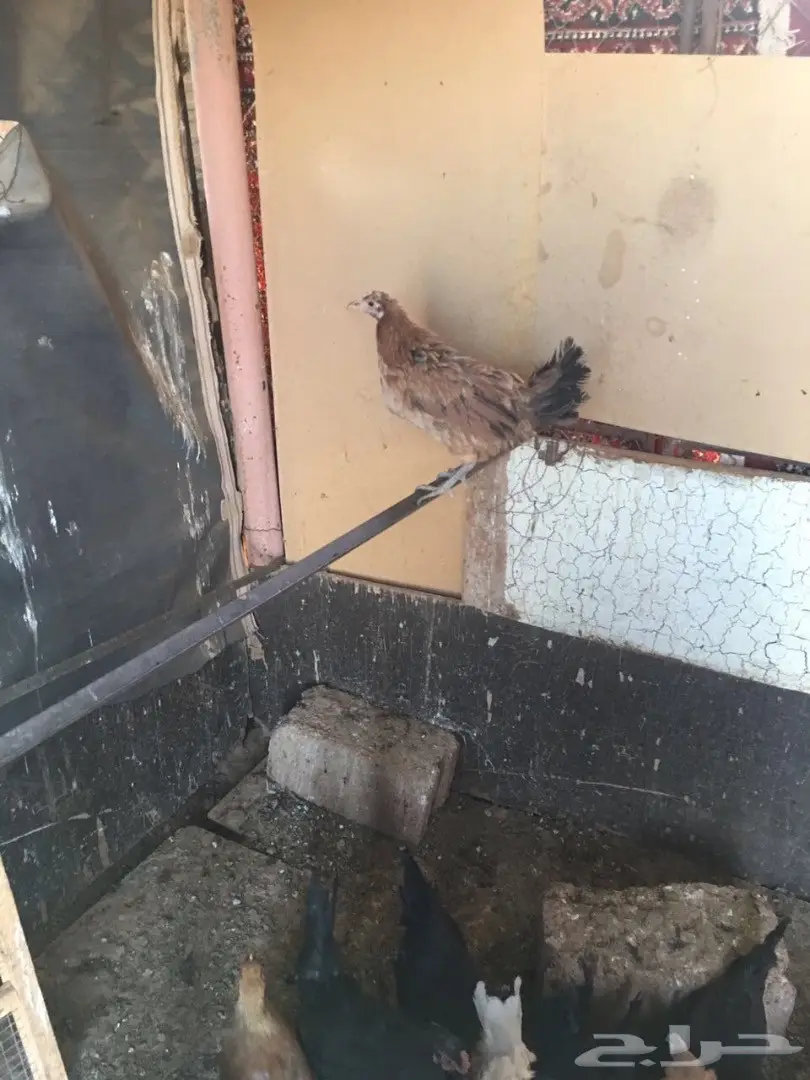 للبيع دجاج وديكه بلدي (image 20)