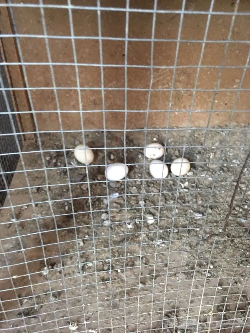 للبيع دجاج وديكه بلدي (image 21)