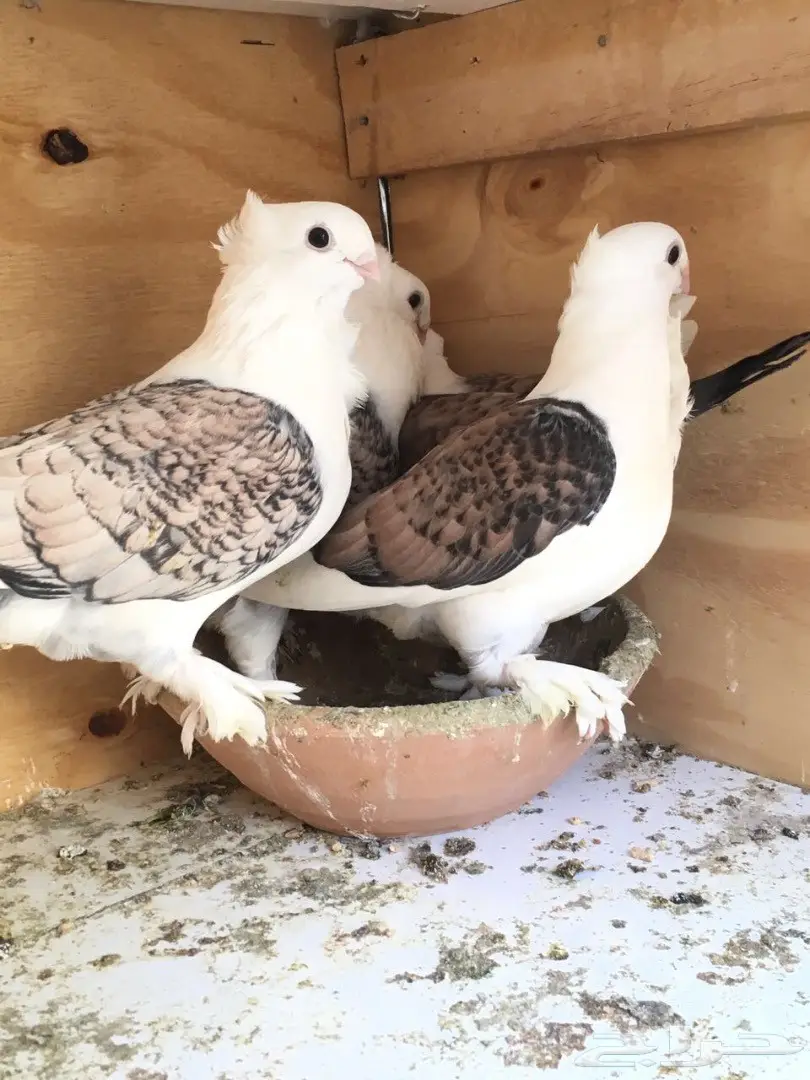 جوز حب رومان مع الطبات (image 1)