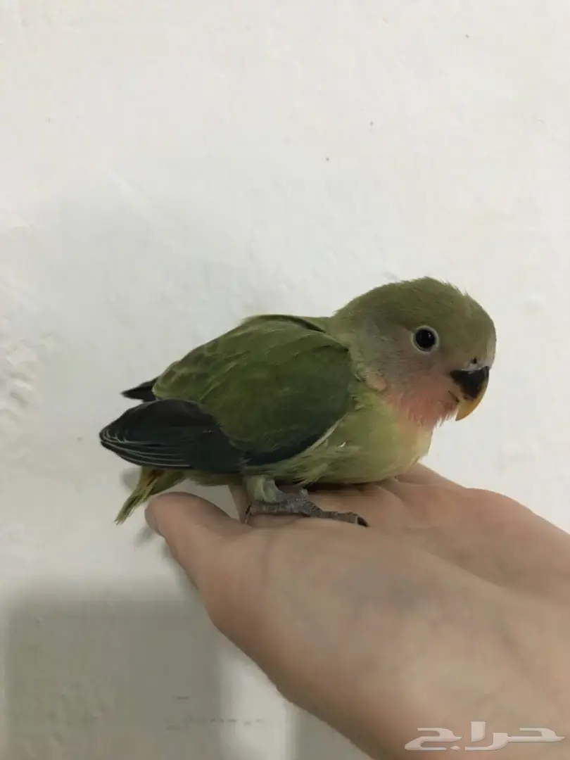 فروخ روز مع ملحقات 