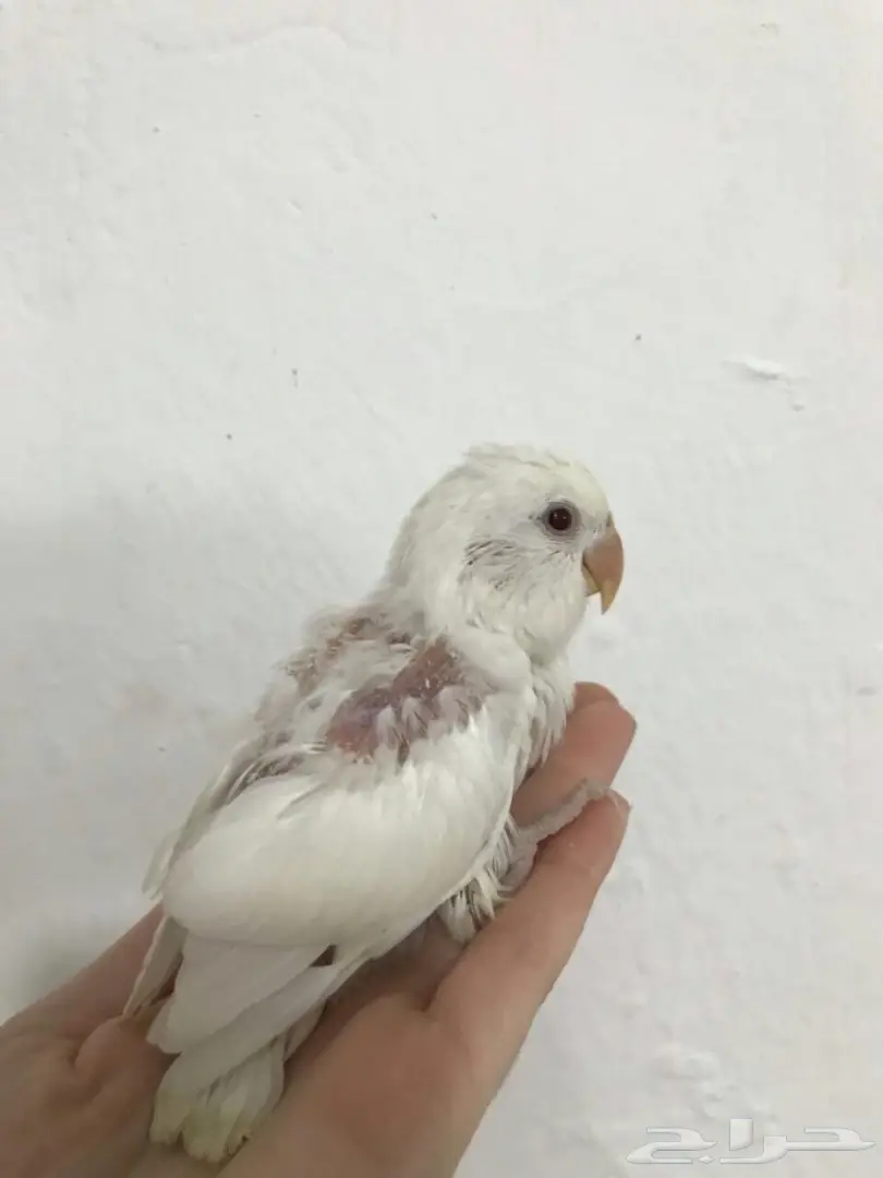 فروخ روز مع ملحقات  (image 1)