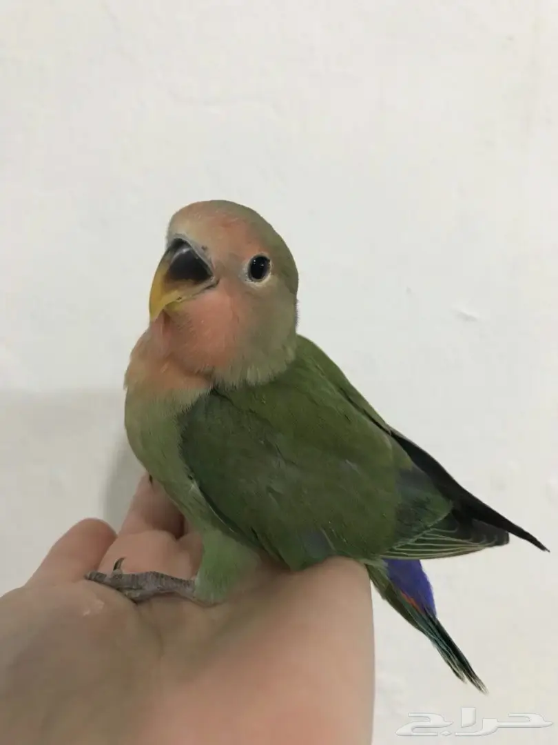 فروخ روز مع ملحقات  (image 3)