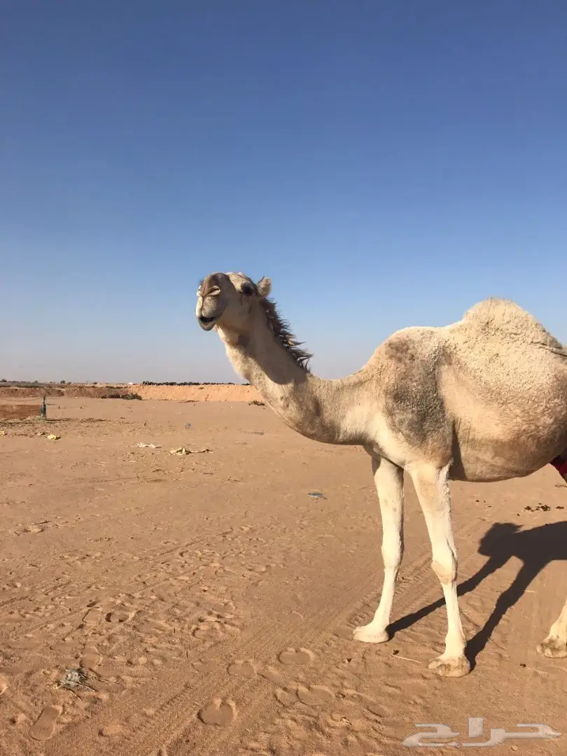 خلفه طيبه فرصة القناي