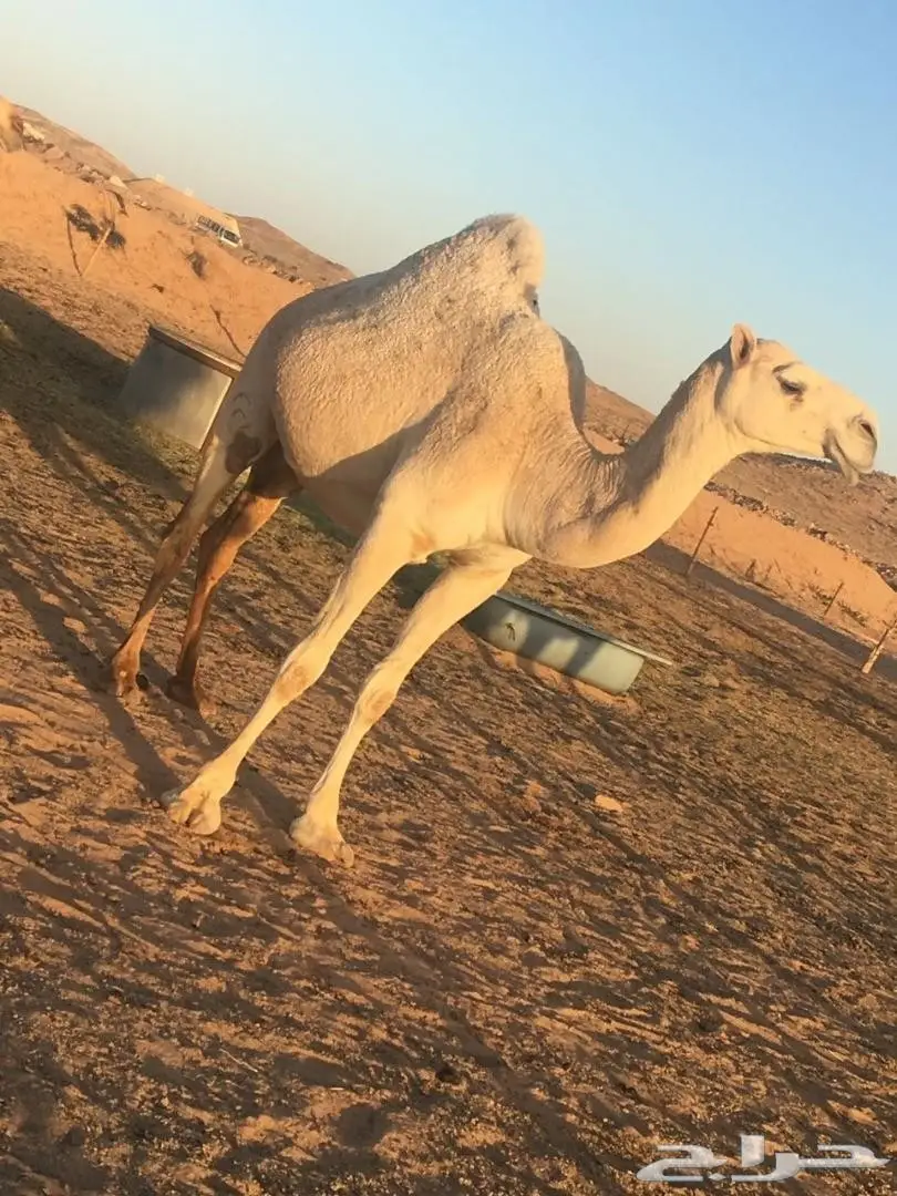 أبل مع فحلها (image 3)