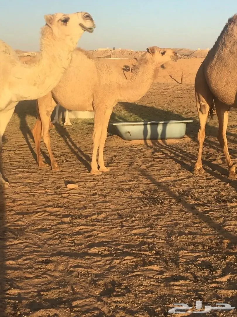 أبل مع فحلها (image 5)