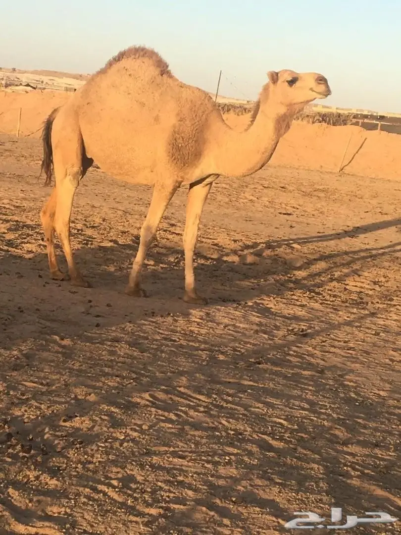 أبل مع فحلها (image 6)