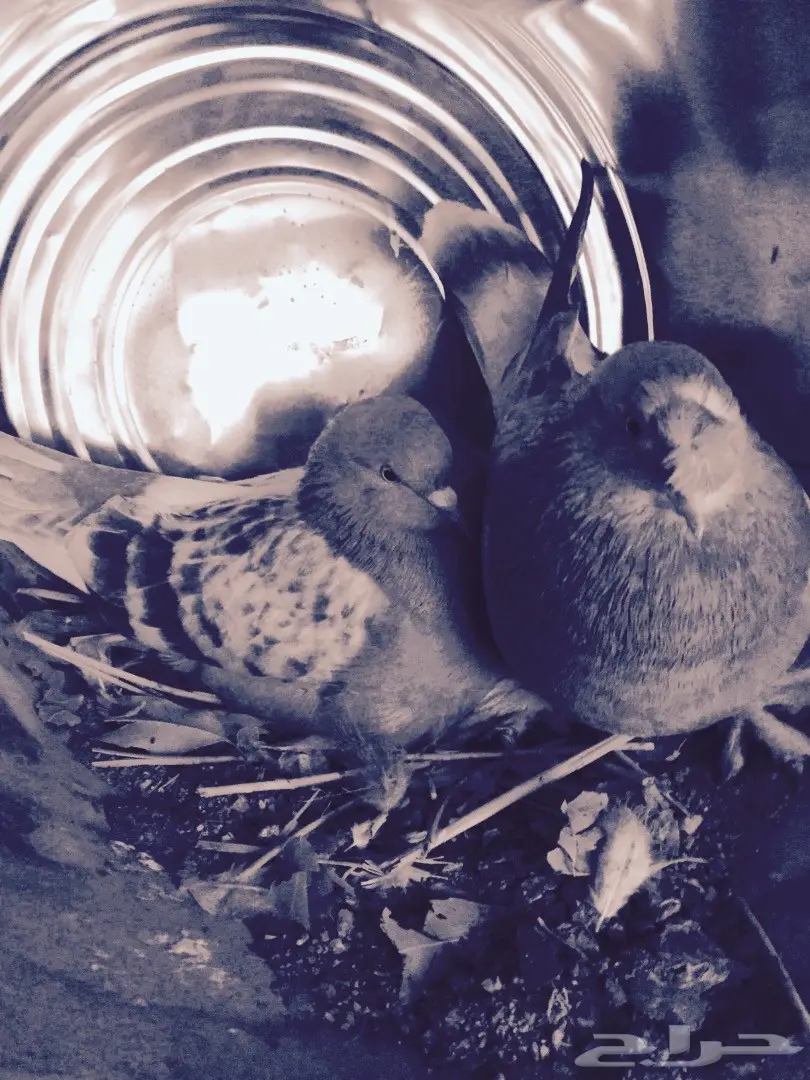 زوج تركي TOP منتج  (image 3)