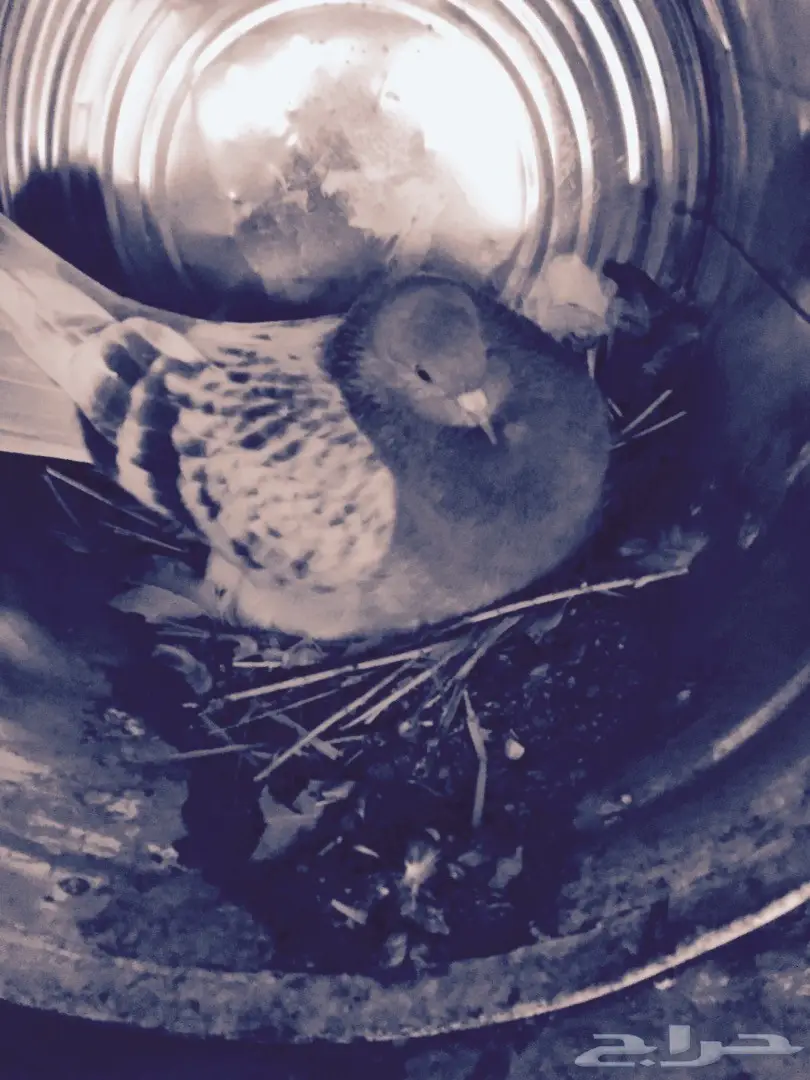 زوج تركي TOP منتج  (image 5)