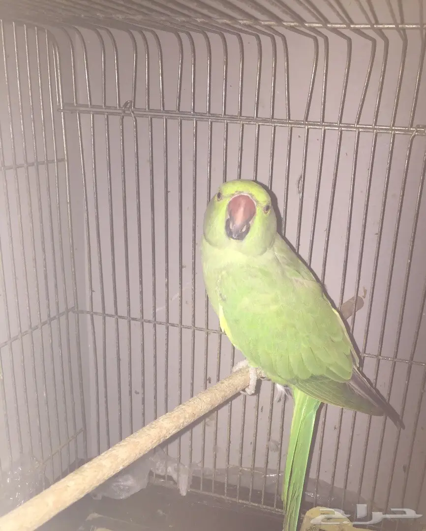 درة اخضر  الاحساء (image 1)