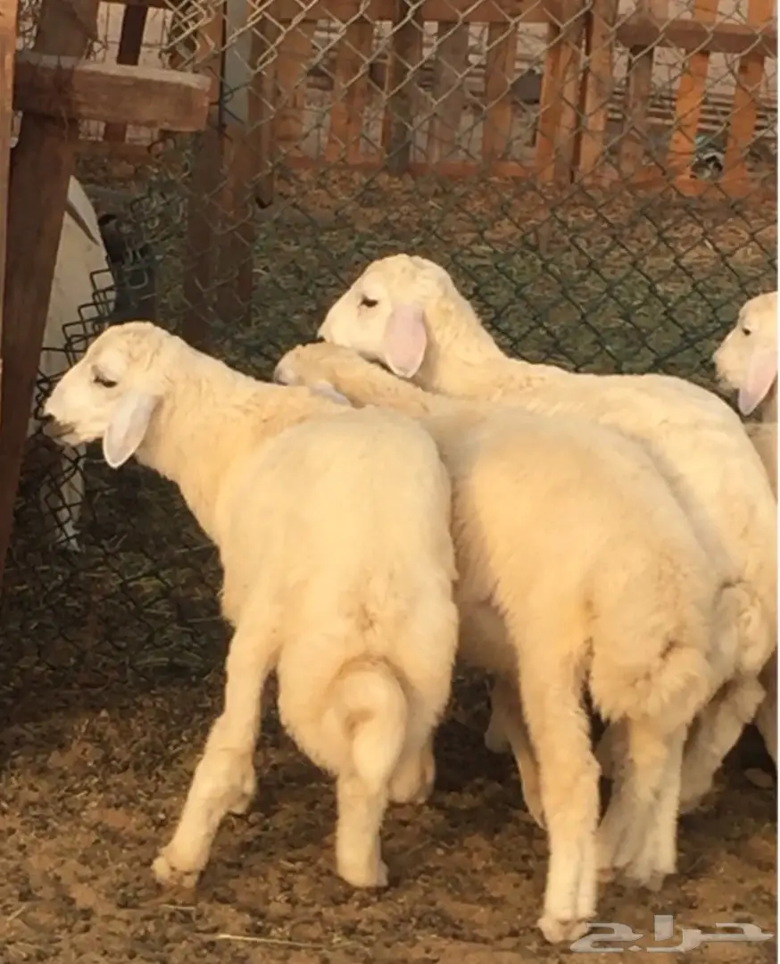 طليان حريه مع الذبح والتوصيل