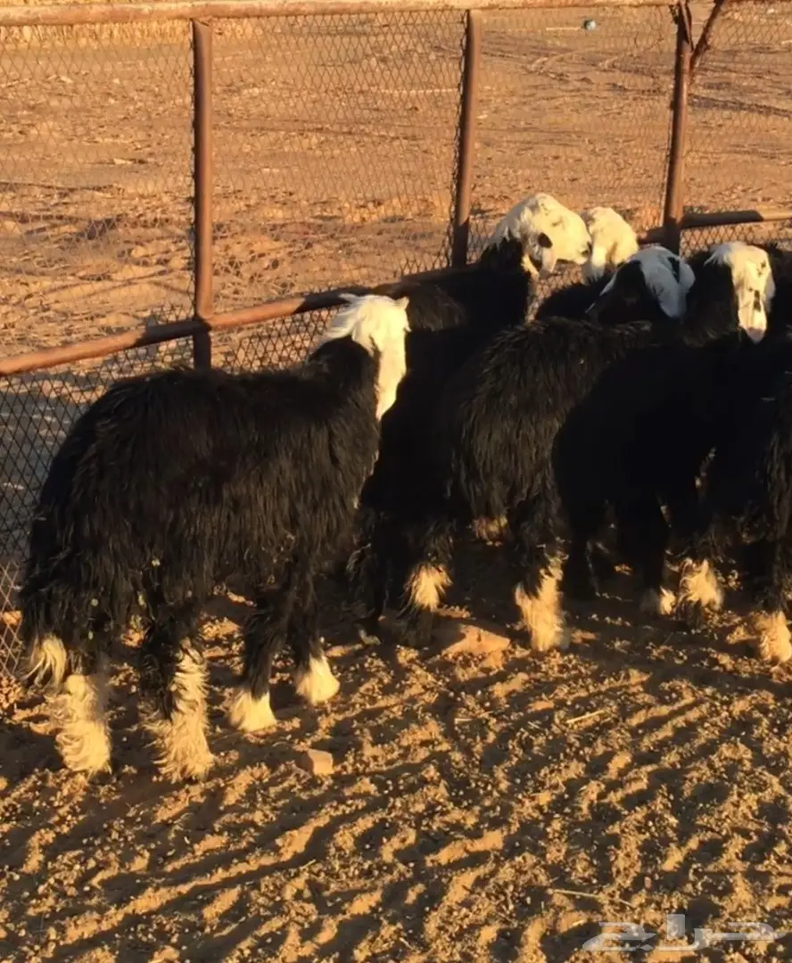 طليان نجد العدد 12 (image 1)