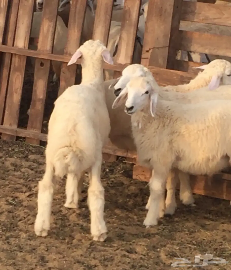 طليان حريه مع الذبح والتوصيل (image 1)