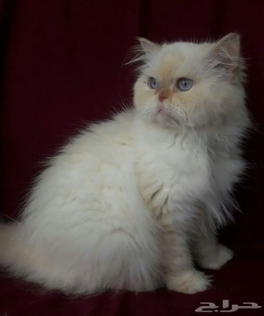 قطط ذكور - خاص فقط للتزاوج والتلقيح ب  جدة   (image 3)