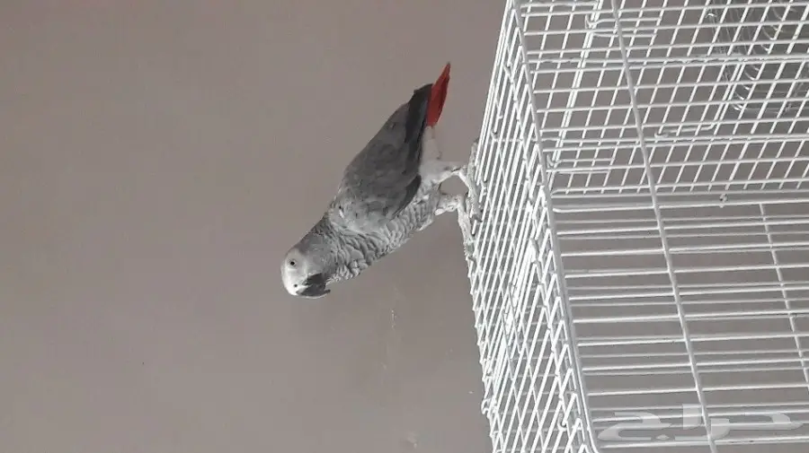 ببغاء كاسكو متكلم