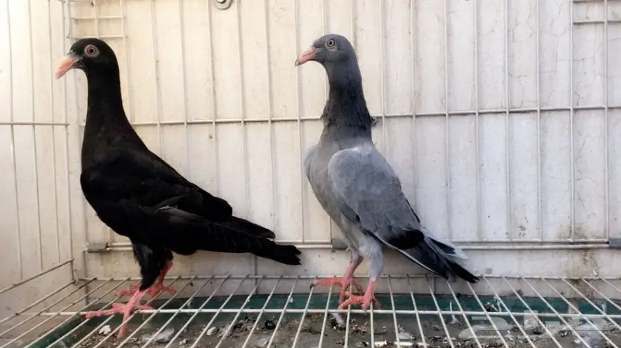 طبة دنش بارلس 