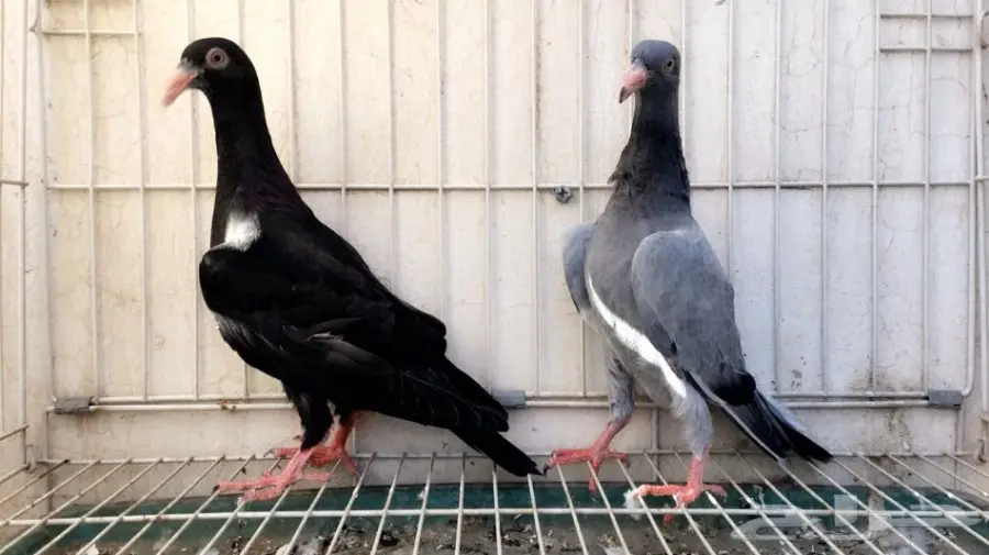 طبة دنش بارلس  (image 1)