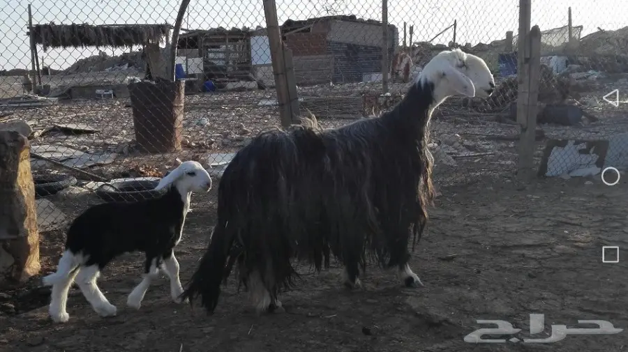 نجديه معها طلي طيبه مره (image 8)