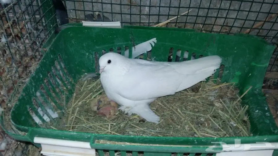 للبيع جوز صفاقي الاحساء