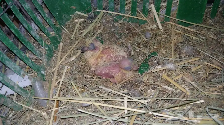 جوز صفاقي أصيل من الأحساء - فرصة لا تُفوّت! (image 4)