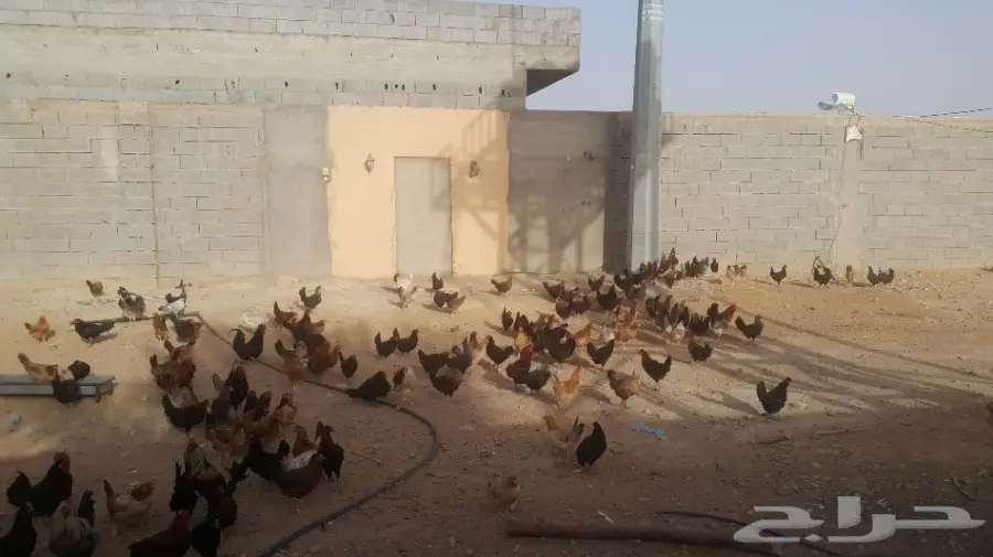 دجاج بلدي بدايه انتاج للبيض  (image 2)