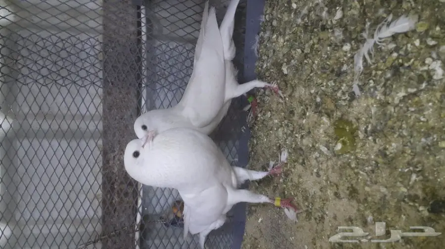 جوز نفاخ قام توب (image 1)