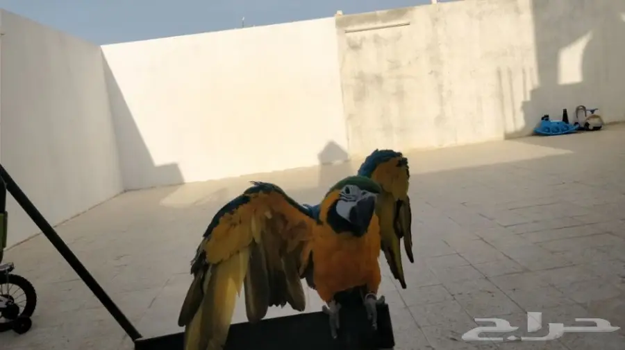 مكاوي ضائع  (image 1)