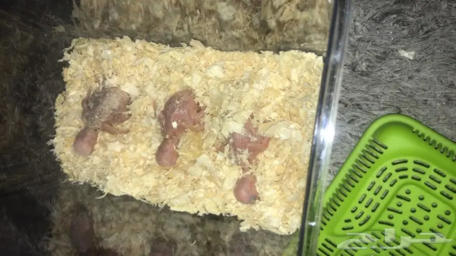 للبيع فرخ روز البينو عمره اسبوع غر اخر واحد  (image 5)