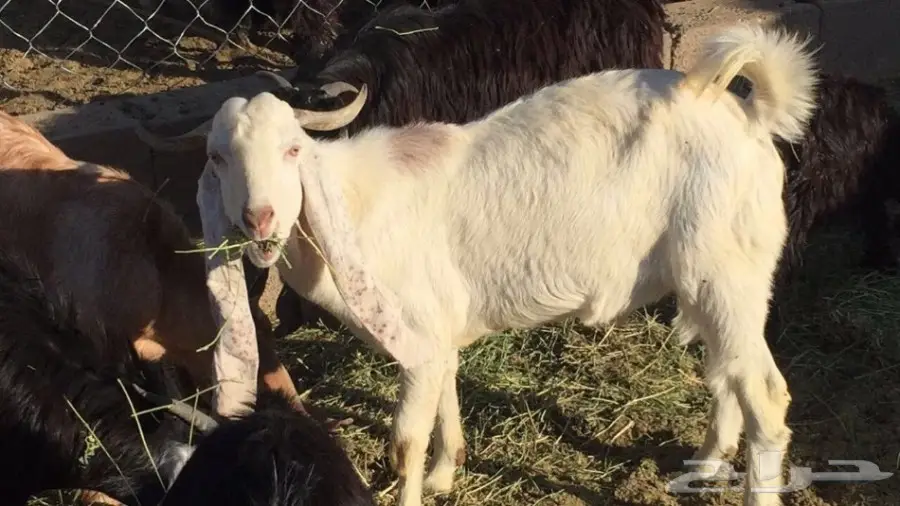 للبيع تيس شحم ولحم سمين جدآ ونظيف (image 2)